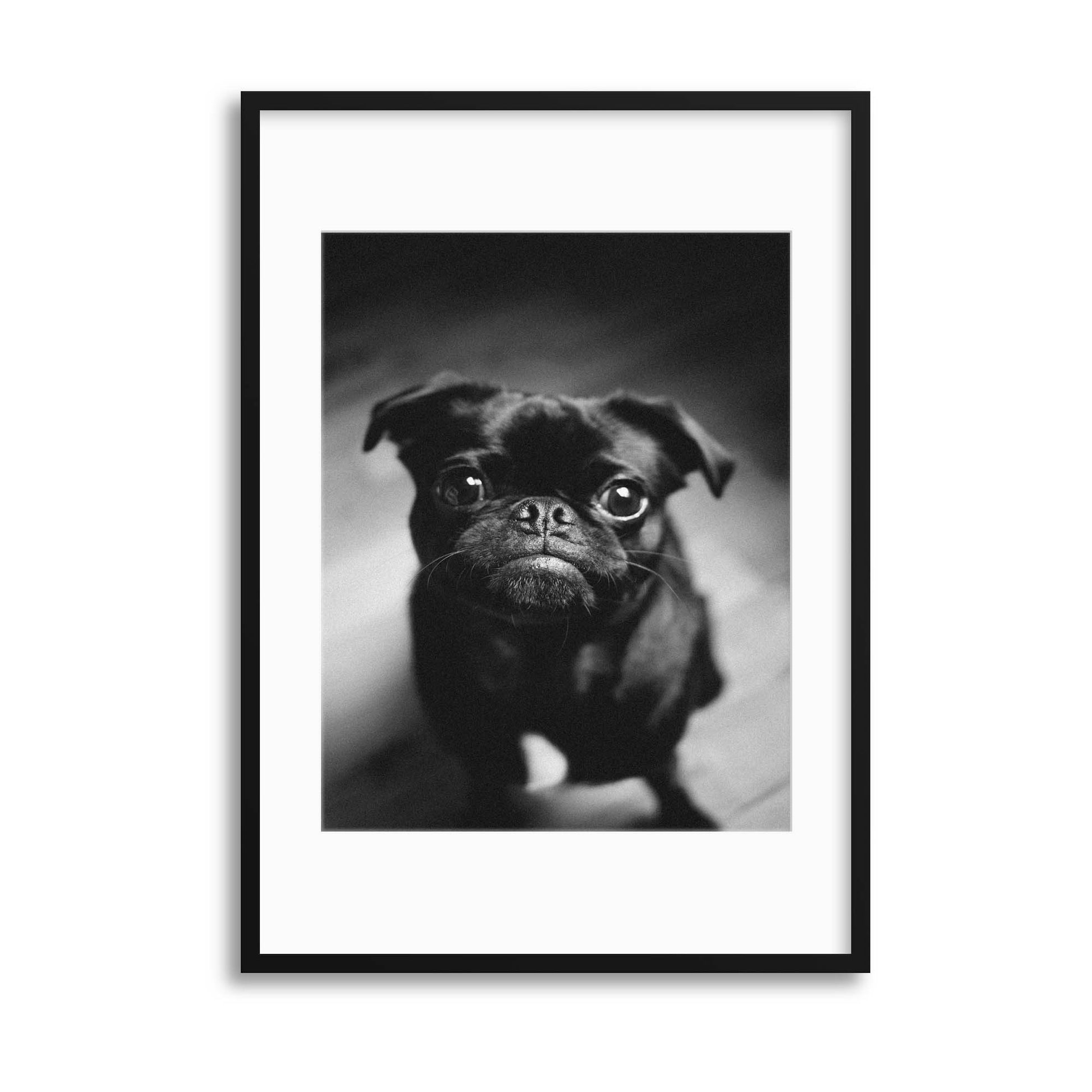 Pug Framed Print - USTAD HOME
