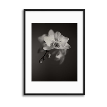 Floral Portrait I Framed Print - USTAD HOME