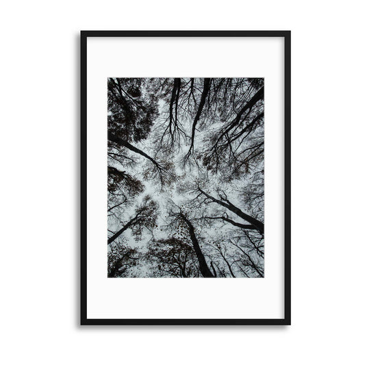 Looking Up in Monochrome Framed Print - USTAD HOME