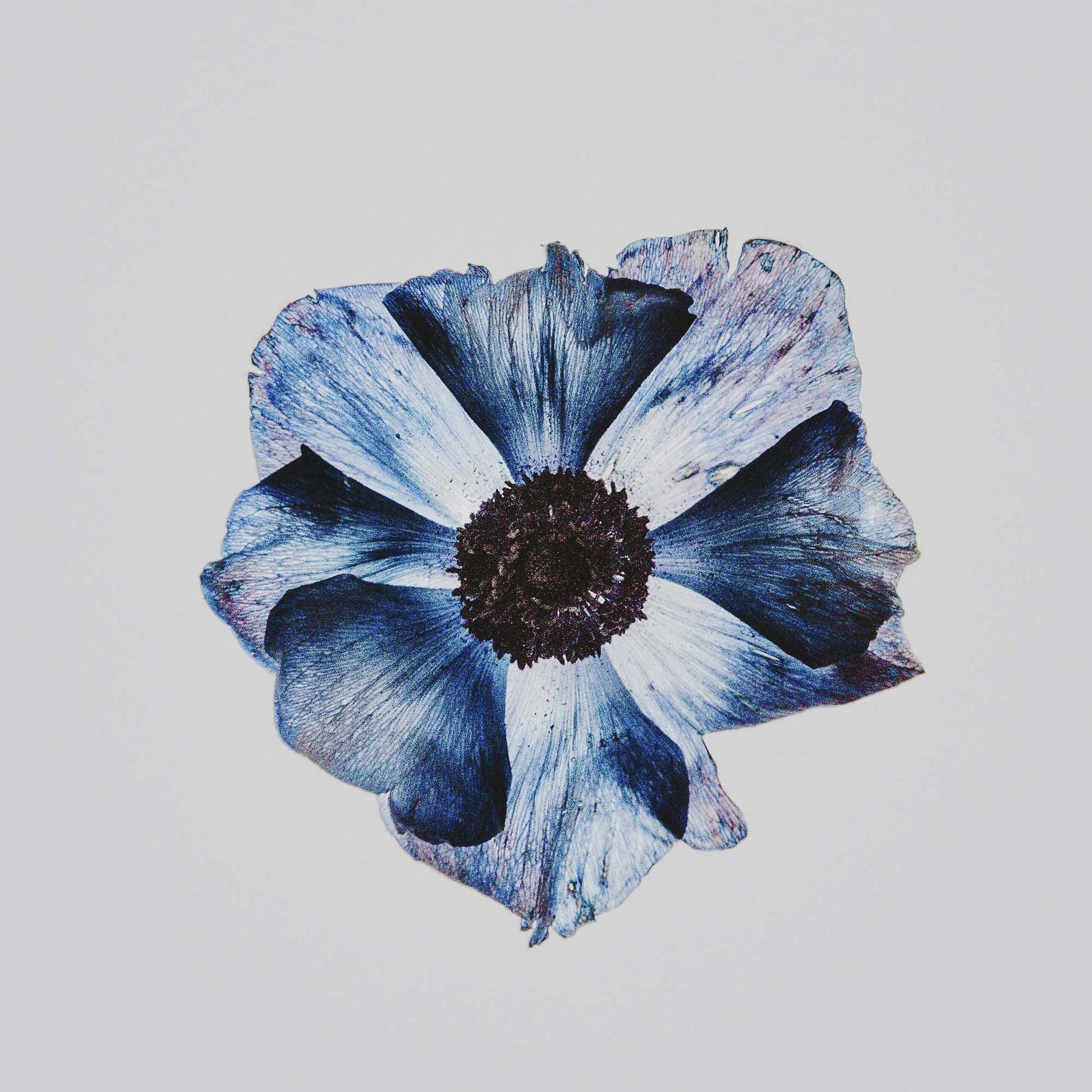 Flower in Blue Framed Print - USTAD HOME