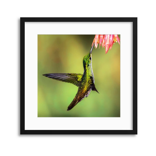 Nectar Collector Framed Print - USTAD HOME