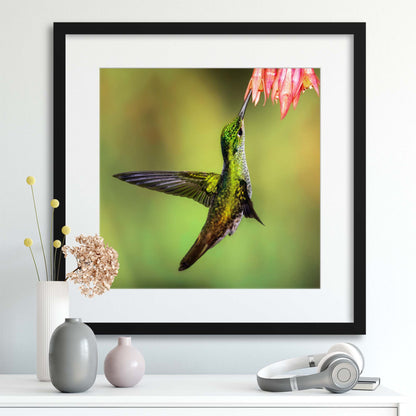 Nectar Collector Framed Print - USTAD HOME