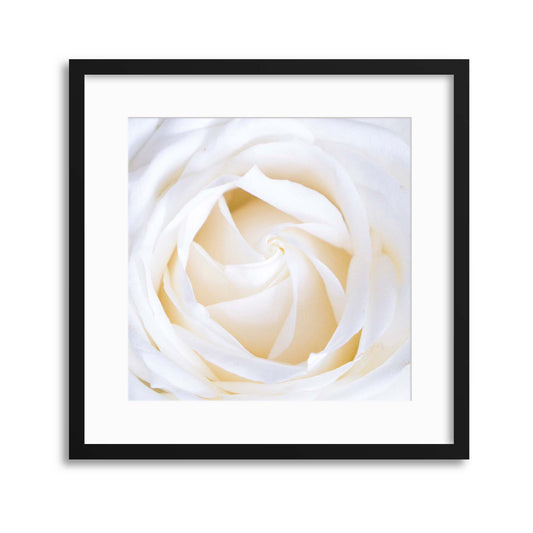 Morning White Rose Framed Print - USTAD HOME