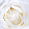 Morning White Rose Framed Print - USTAD HOME