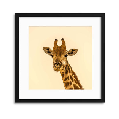 Giraffe Portrait Framed Print - USTAD HOME