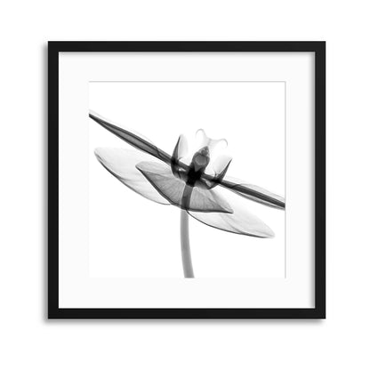 Xray Flowers III Framed Print - USTAD HOME