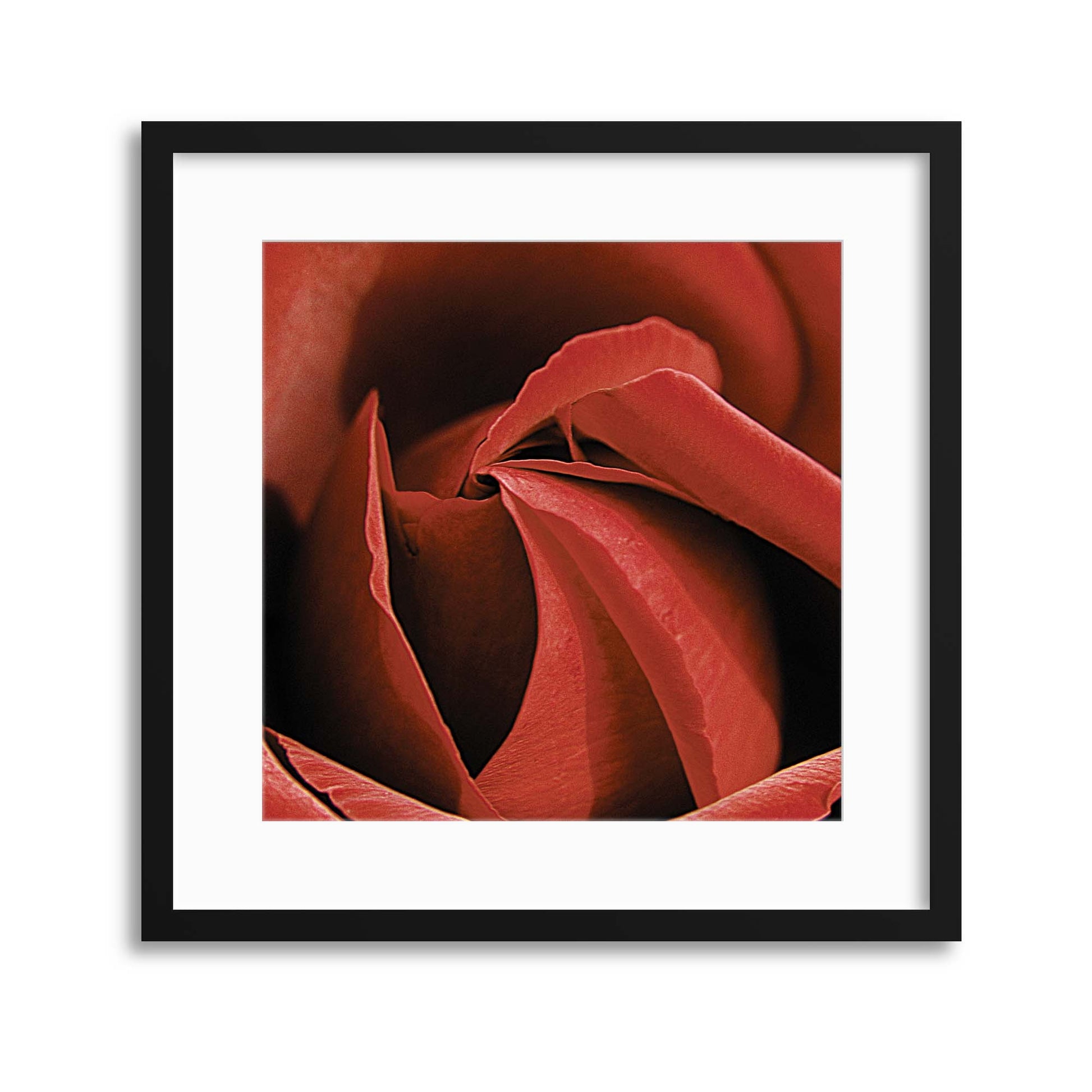 Red Rose I Framed Print - USTAD HOME