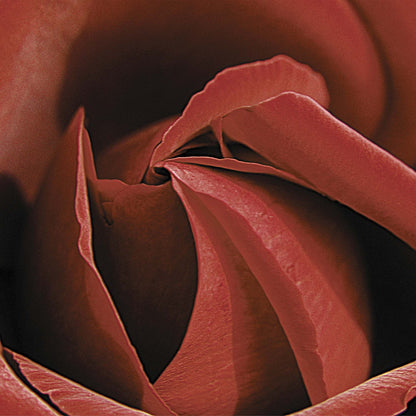 Red Rose I Framed Print - USTAD HOME