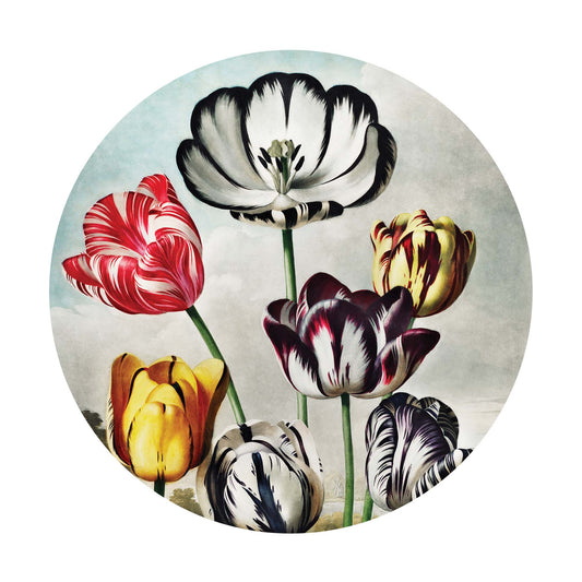 Tulips - USTAD HOME