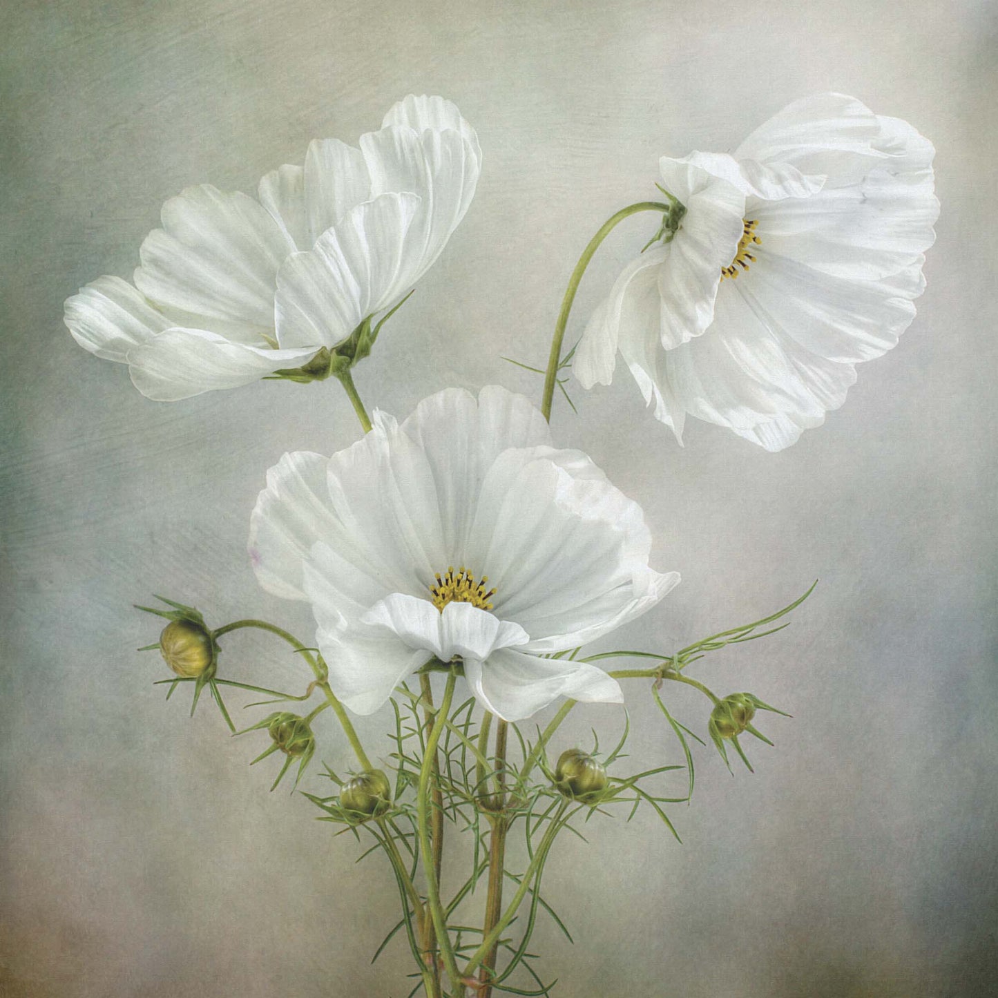 Cosmos Charm by Mandy Disher - USTAD HOME