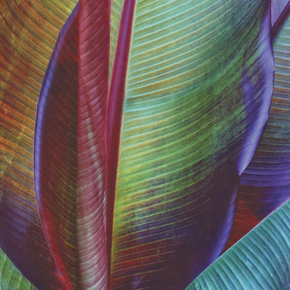 Banana Leaf by François Casanova - USTAD HOME