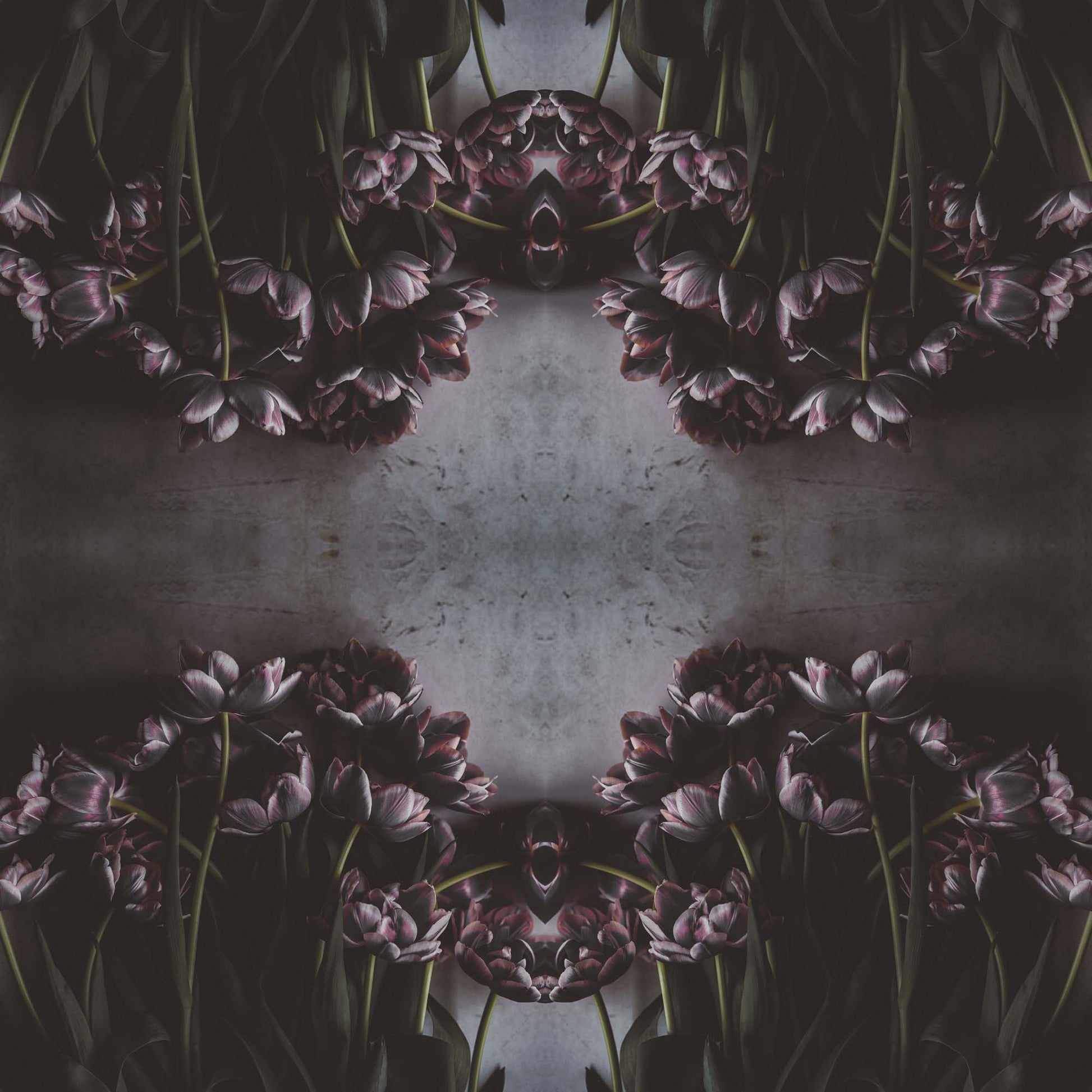 Tulip Noir - USTAD HOME