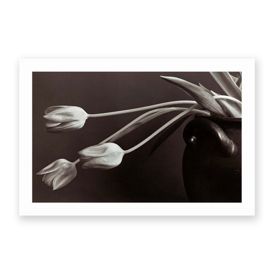 Tulips by Allan Wallberg - USTAD HOME