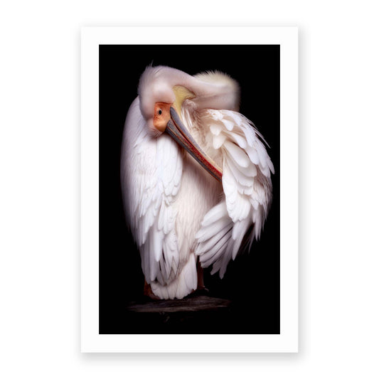 Pelican's Portrait by Eiji Itoyama - USTAD HOME