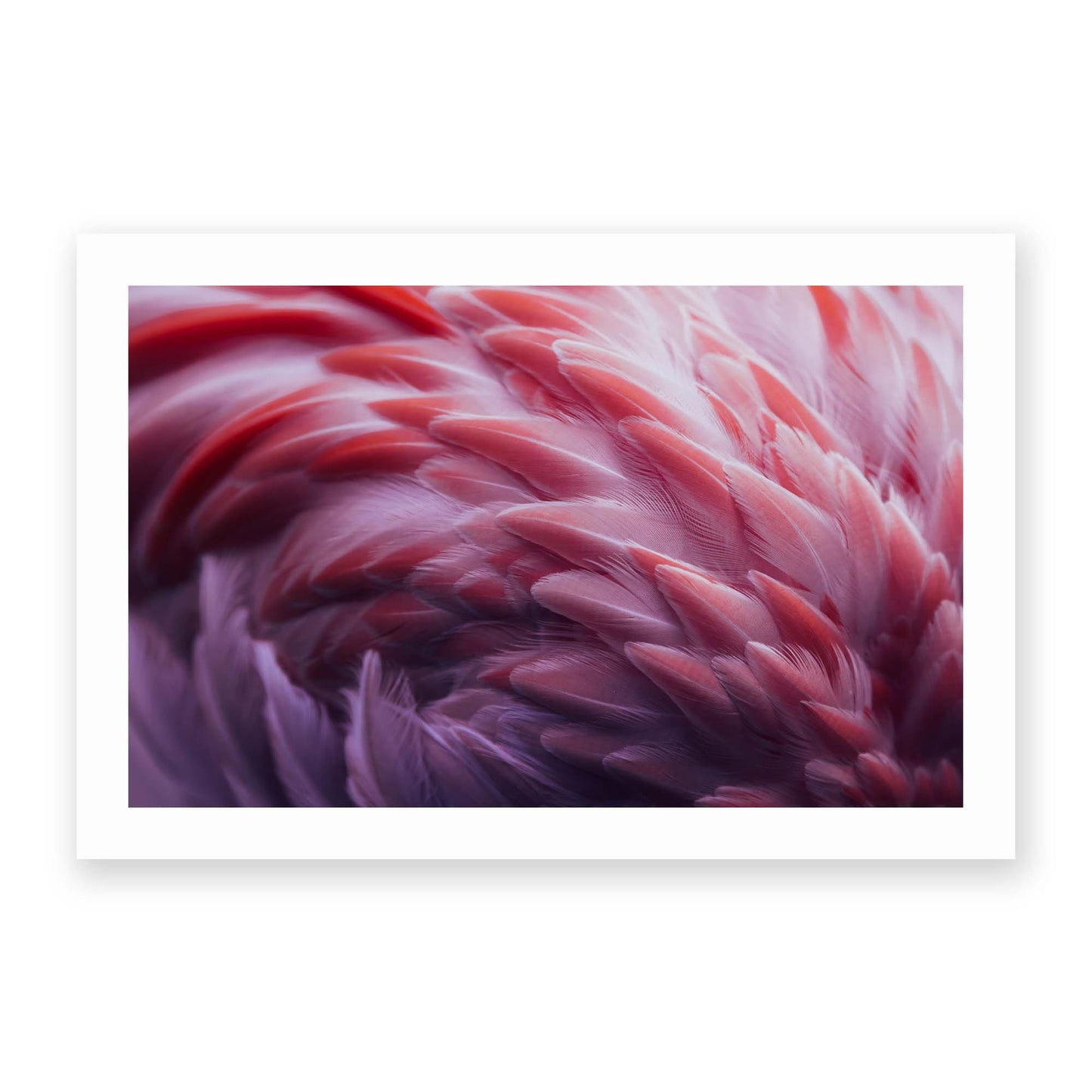 Flamingo by Angyalosi Beata - USTAD HOME