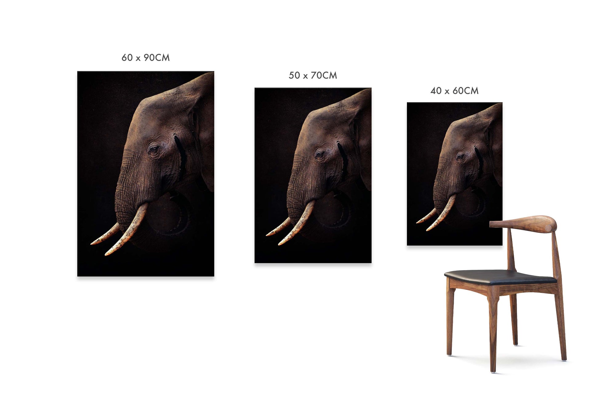 Elephant by Antonio Grambone - USTAD HOME
