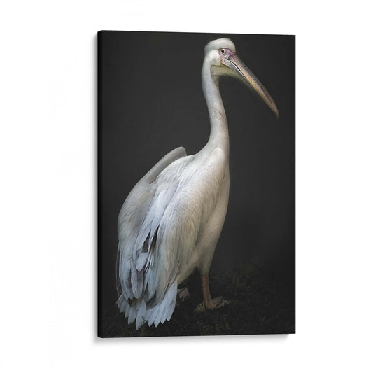 Pelican Portrait by Santiago Pascual Buye - USTAD HOME