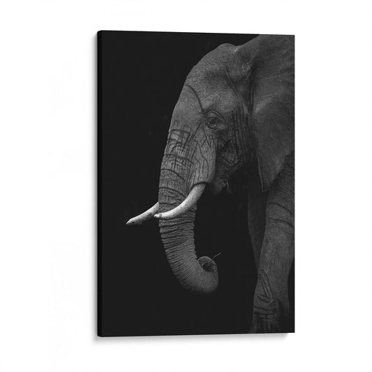 B+W Elephant by Ahmed Sobhi - USTAD HOME