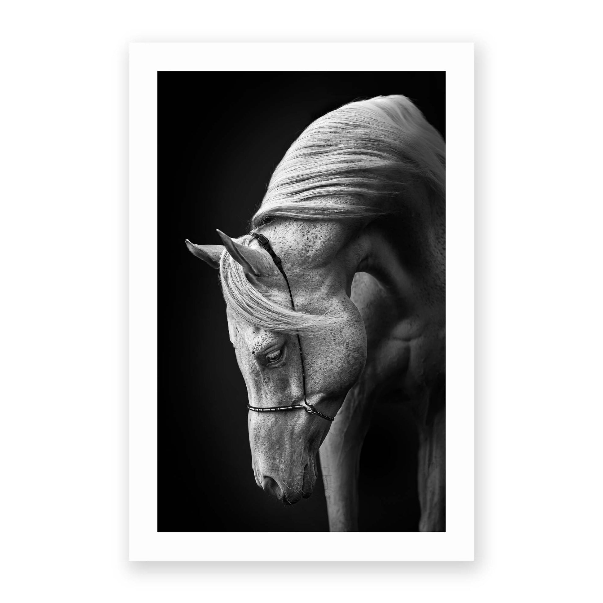 White Stallion by Ulrike Leinemann - USTAD HOME