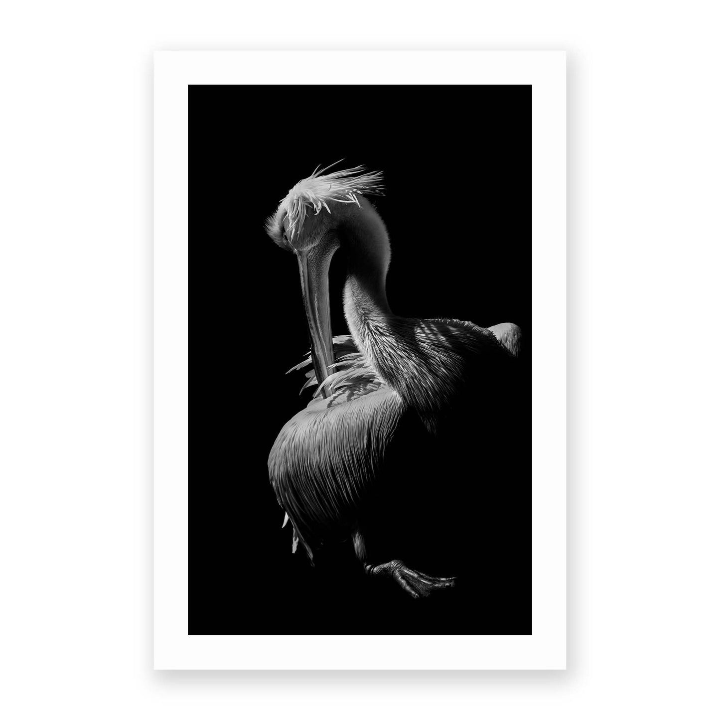 Pelican by Jealousy - USTAD HOME